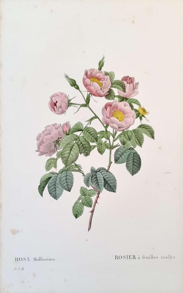 REDOUTE Pierre Joseph