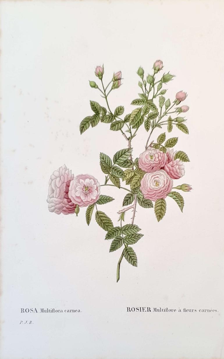 REDOUTE Pierre Joseph