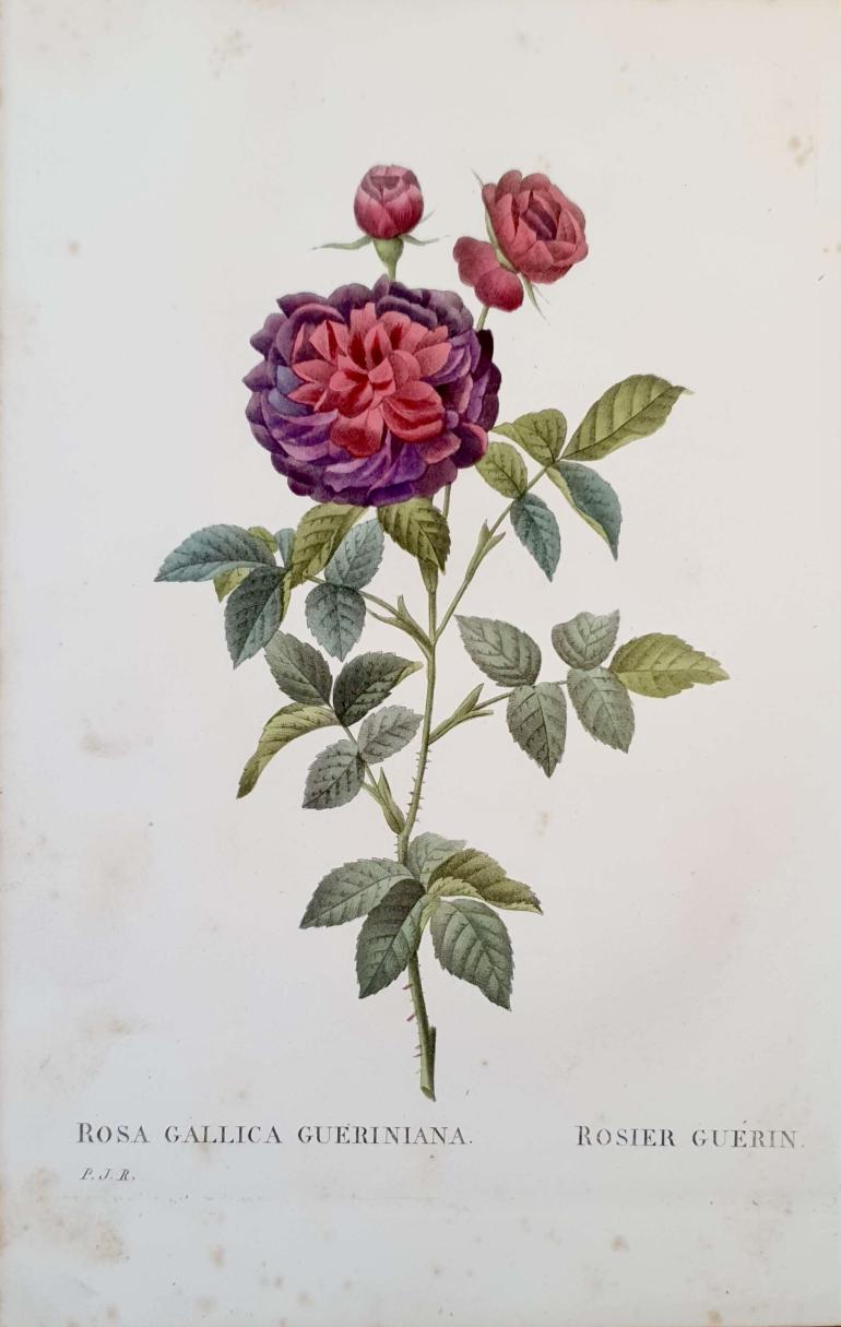 REDOUTE Pierre Joseph