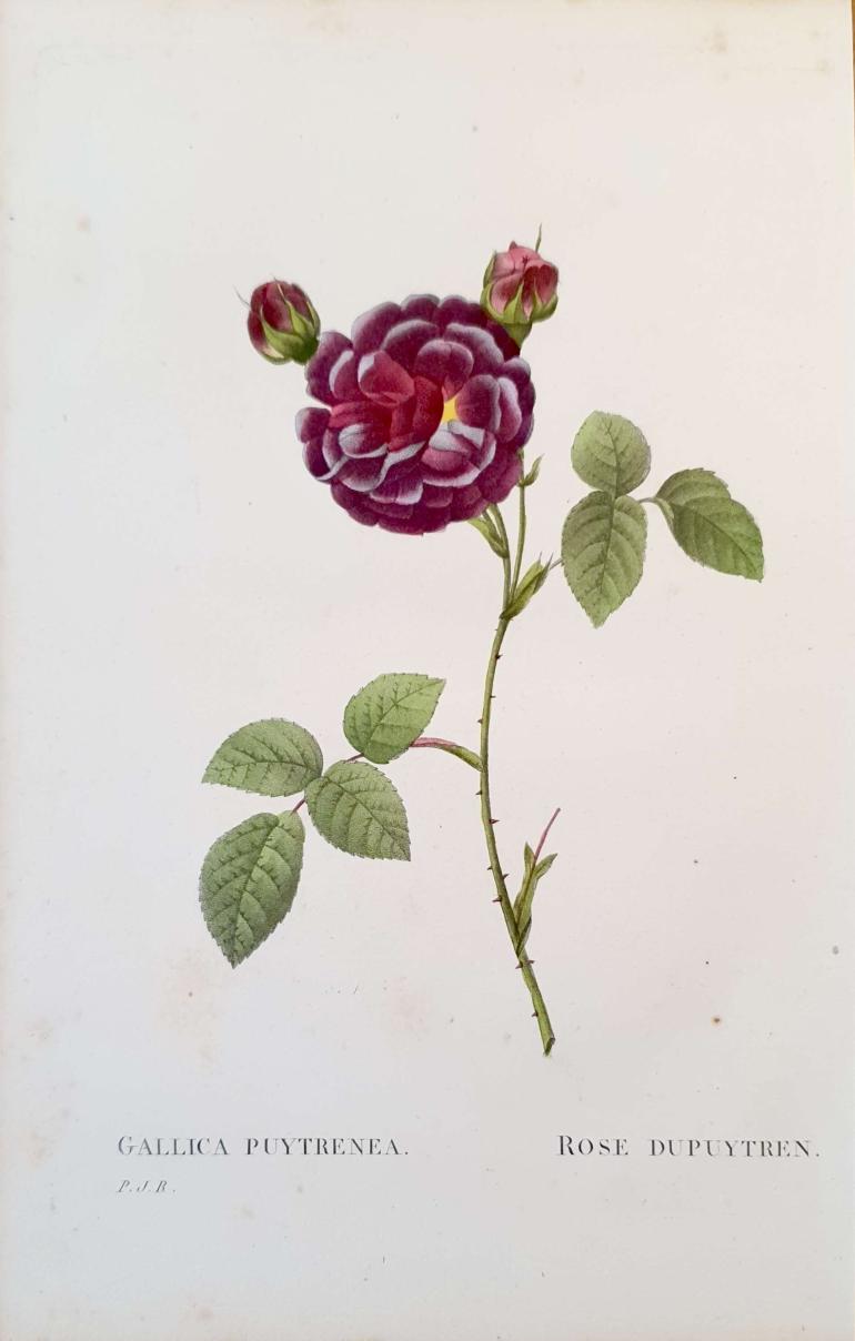 REDOUTE Pierre Joseph
