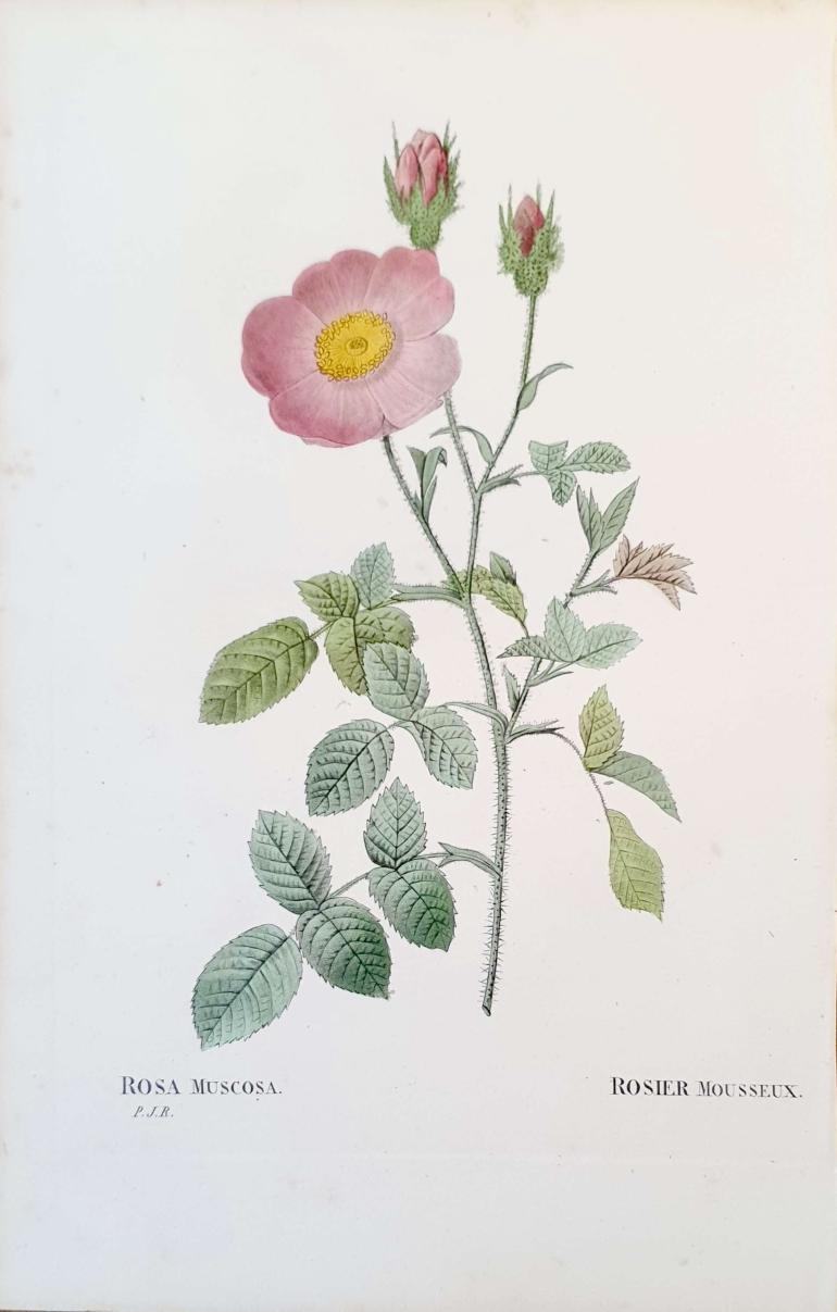 REDOUTE Pierre Joseph