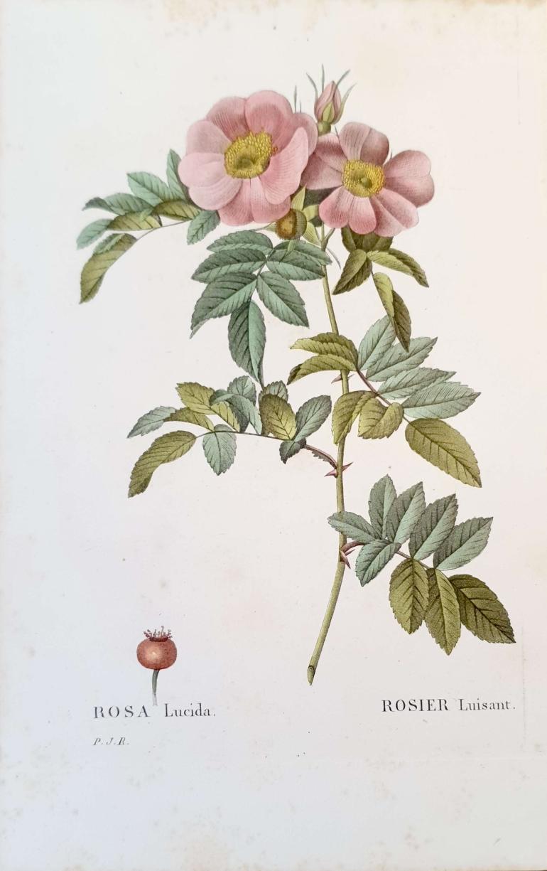 REDOUTE Pierre Joseph