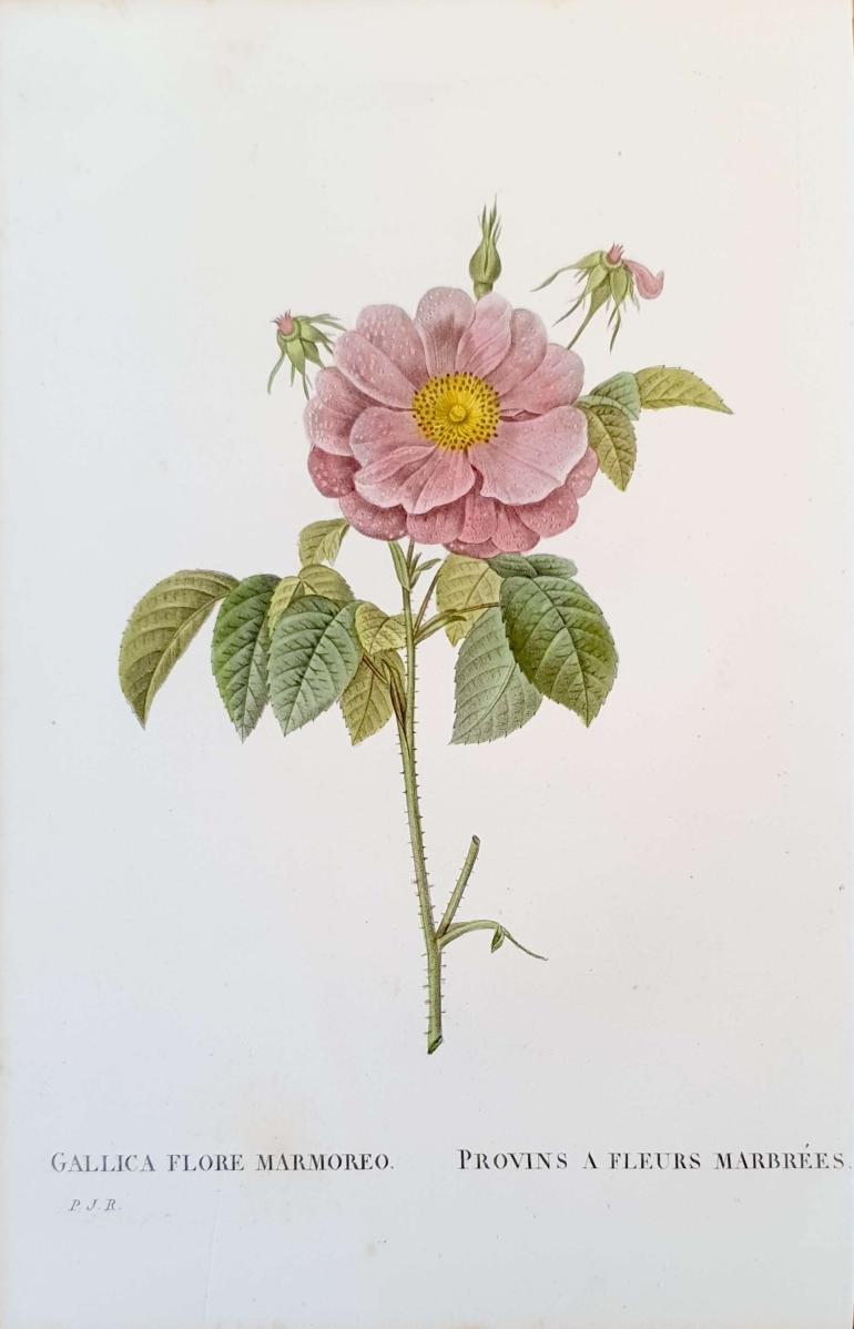 REDOUTE Pierre Joseph