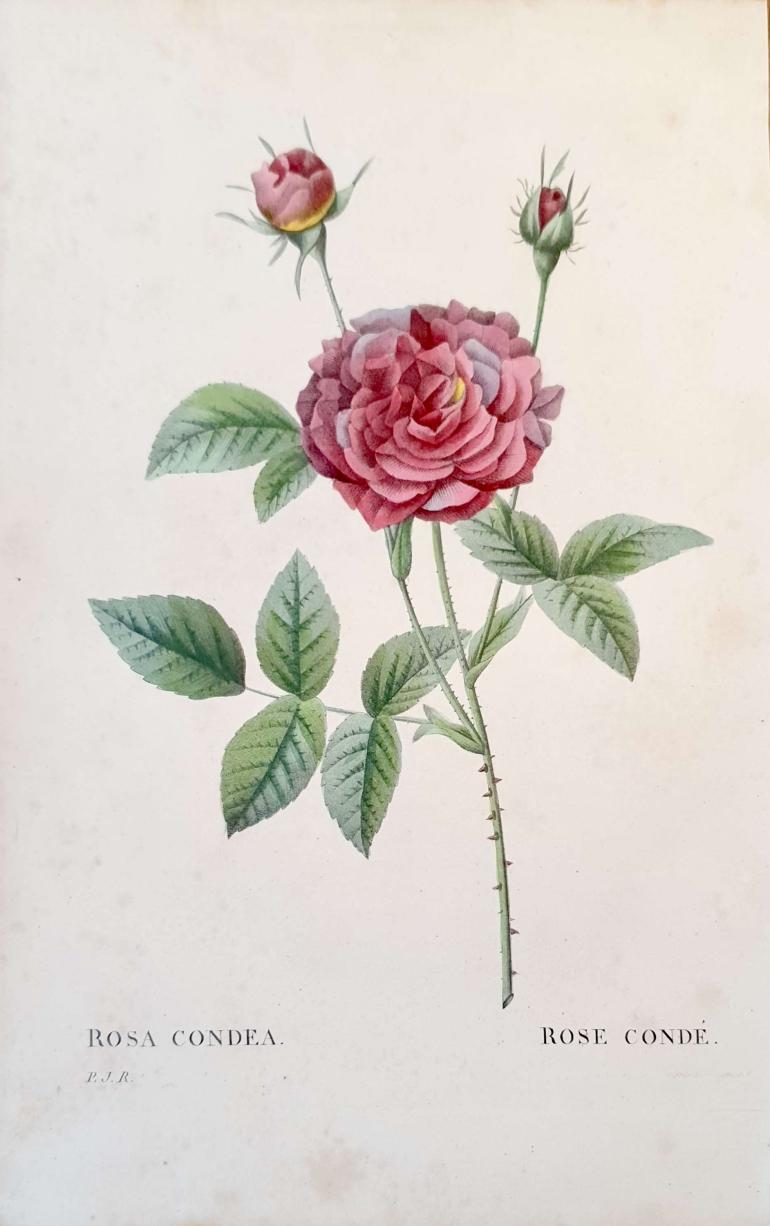 REDOUTE Pierre Joseph