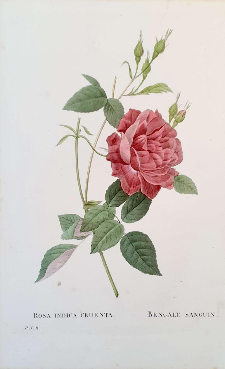 REDOUTE Pierre Joseph
