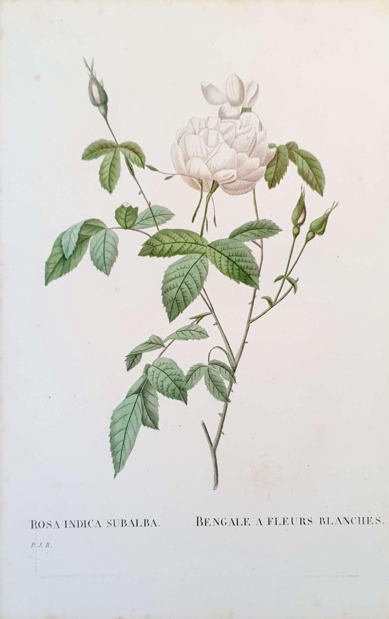 REDOUTE Pierre Joseph