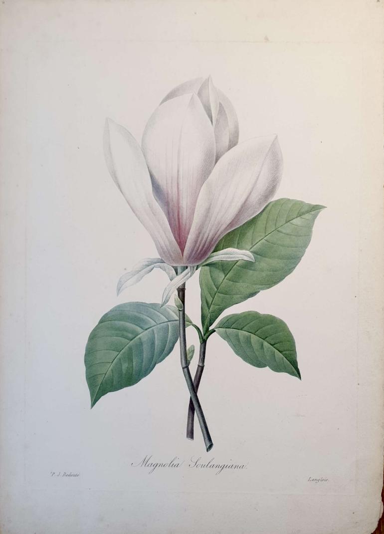 REDOUTE Pierre Joseph