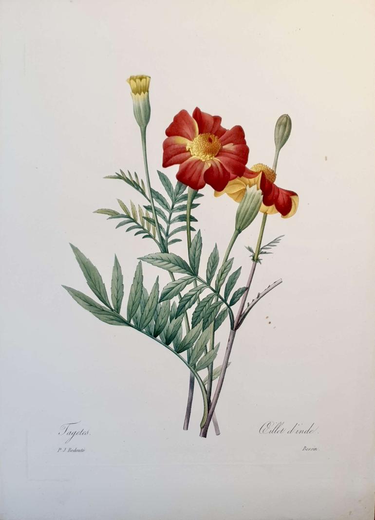 REDOUTE Pierre Joseph
