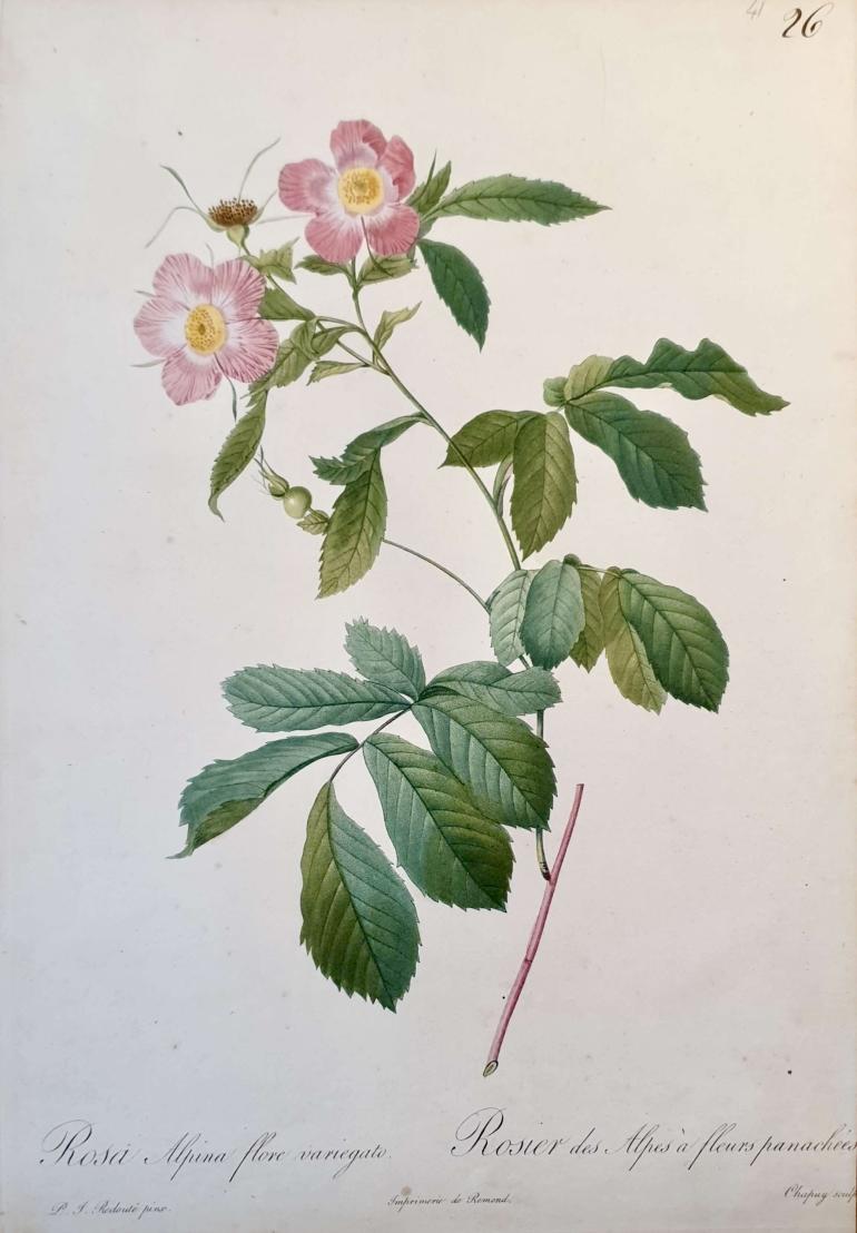 REDOUTE Pierre Joseph