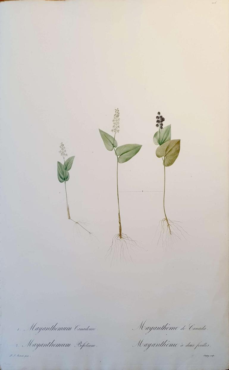 REDOUTE Pierre Joseph