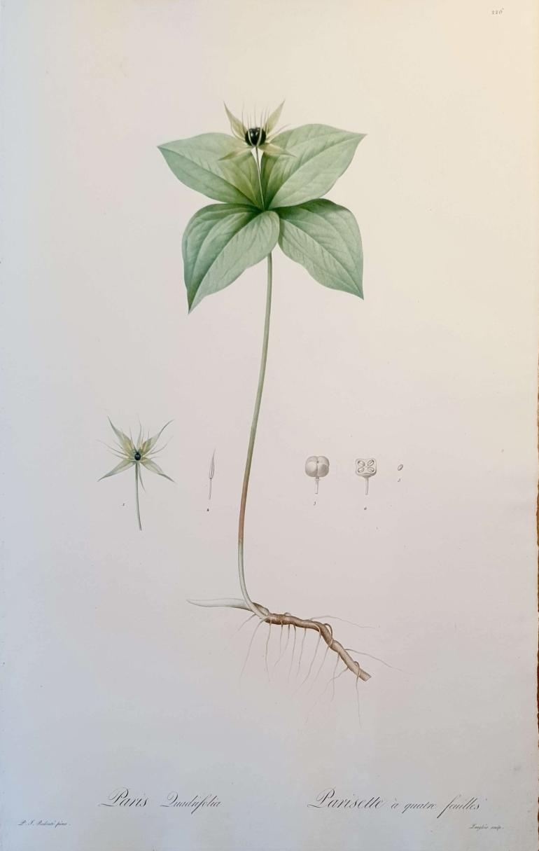 REDOUTE Pierre Joseph