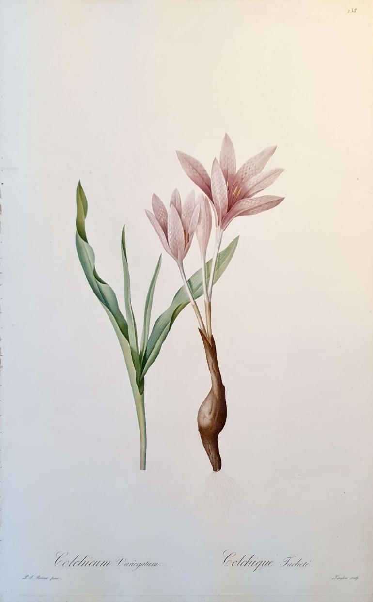 REDOUTE Pierre Joseph