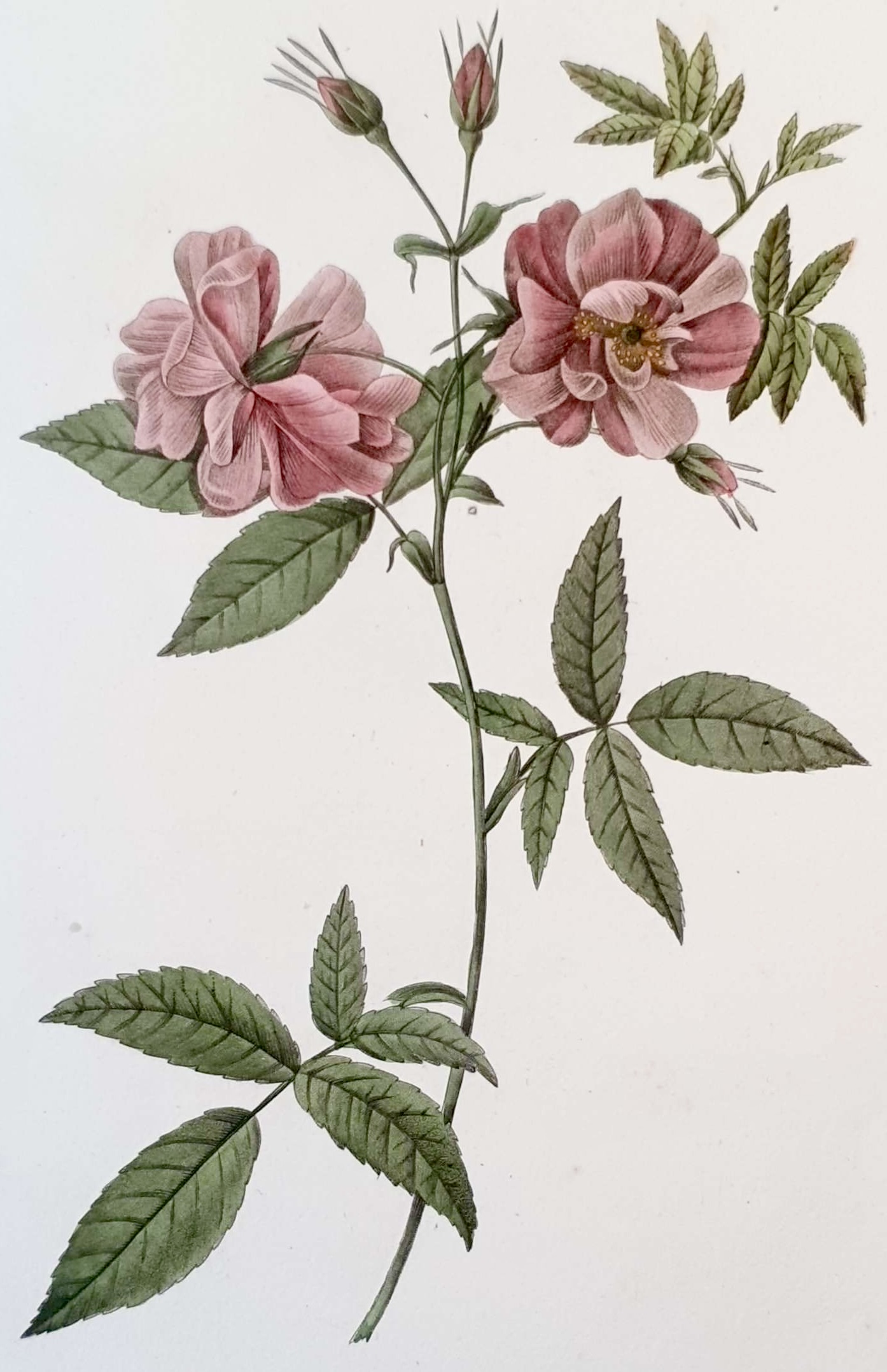 REDOUTE Pierre Joseph