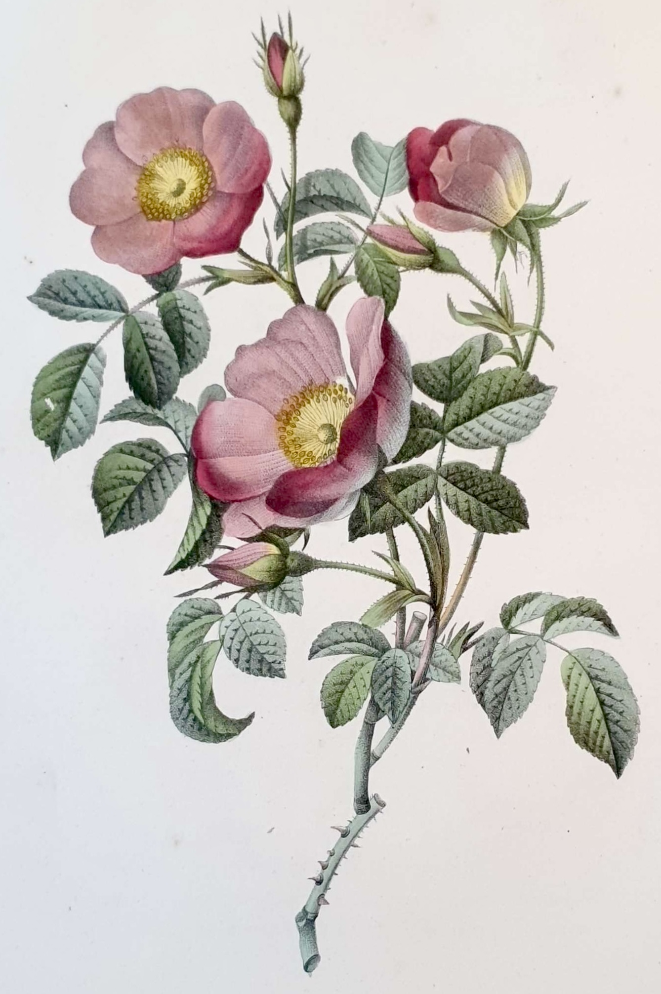 REDOUTE Pierre Joseph