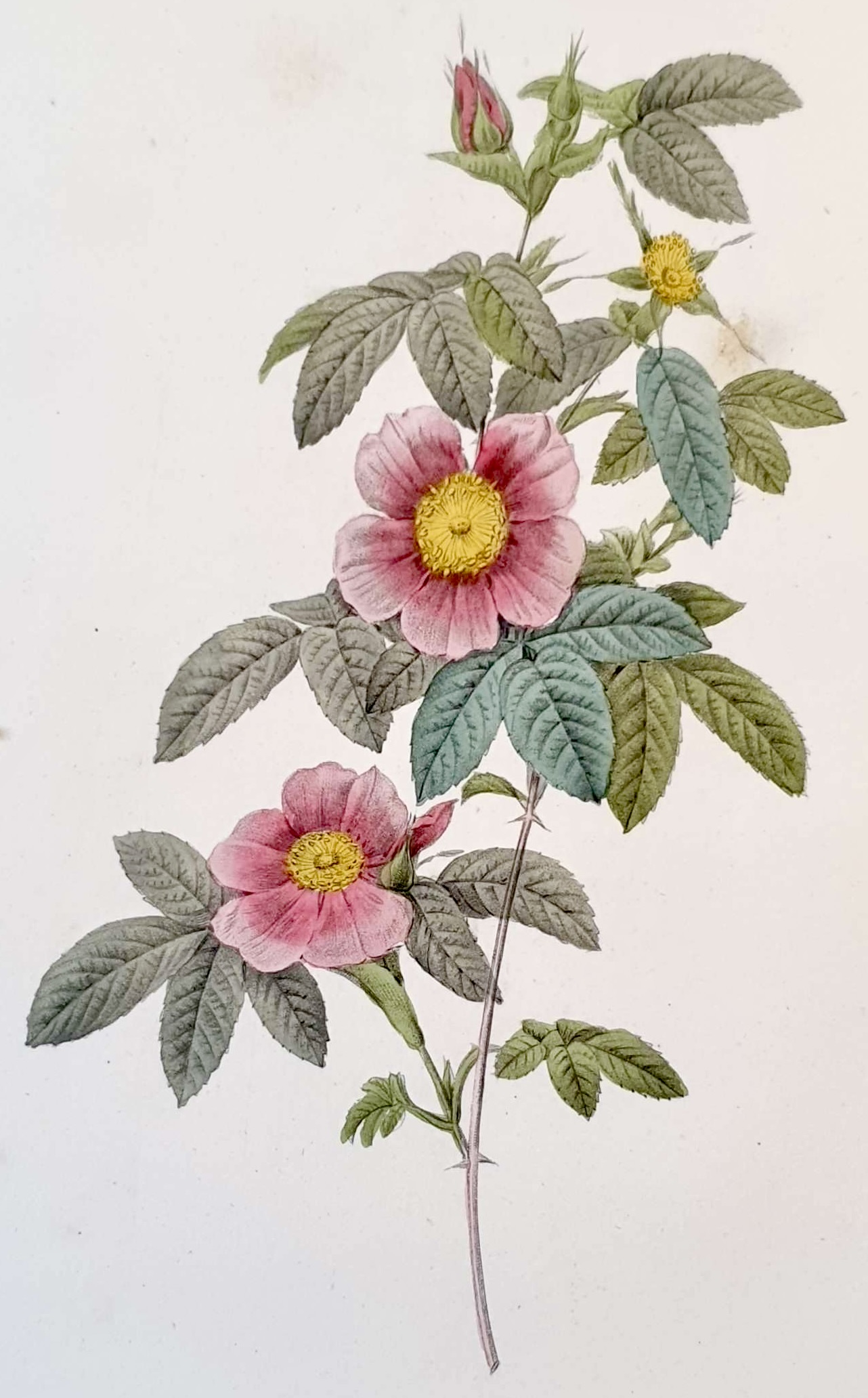 REDOUTE Pierre Joseph