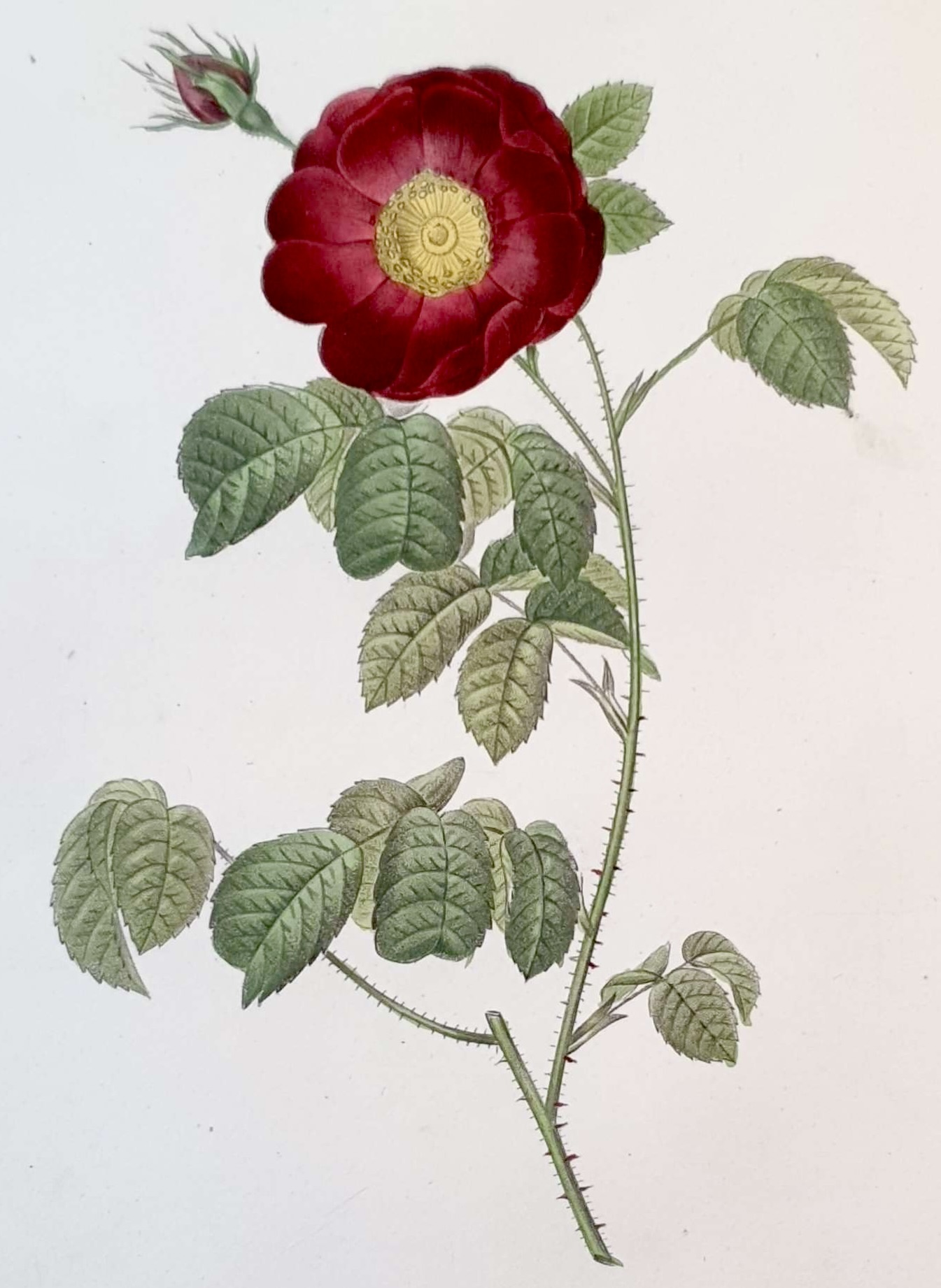 REDOUTE Pierre Joseph