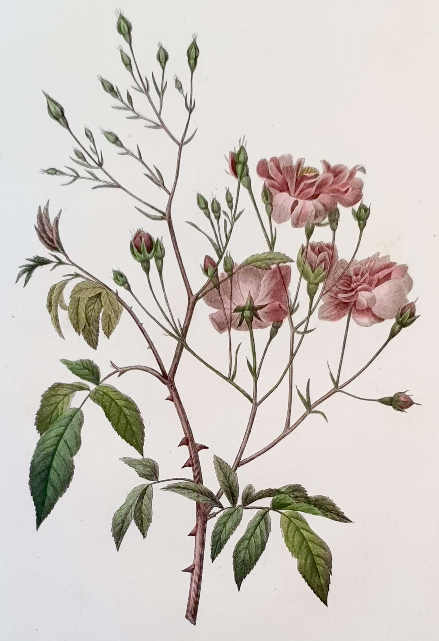 REDOUTE Pierre Joseph