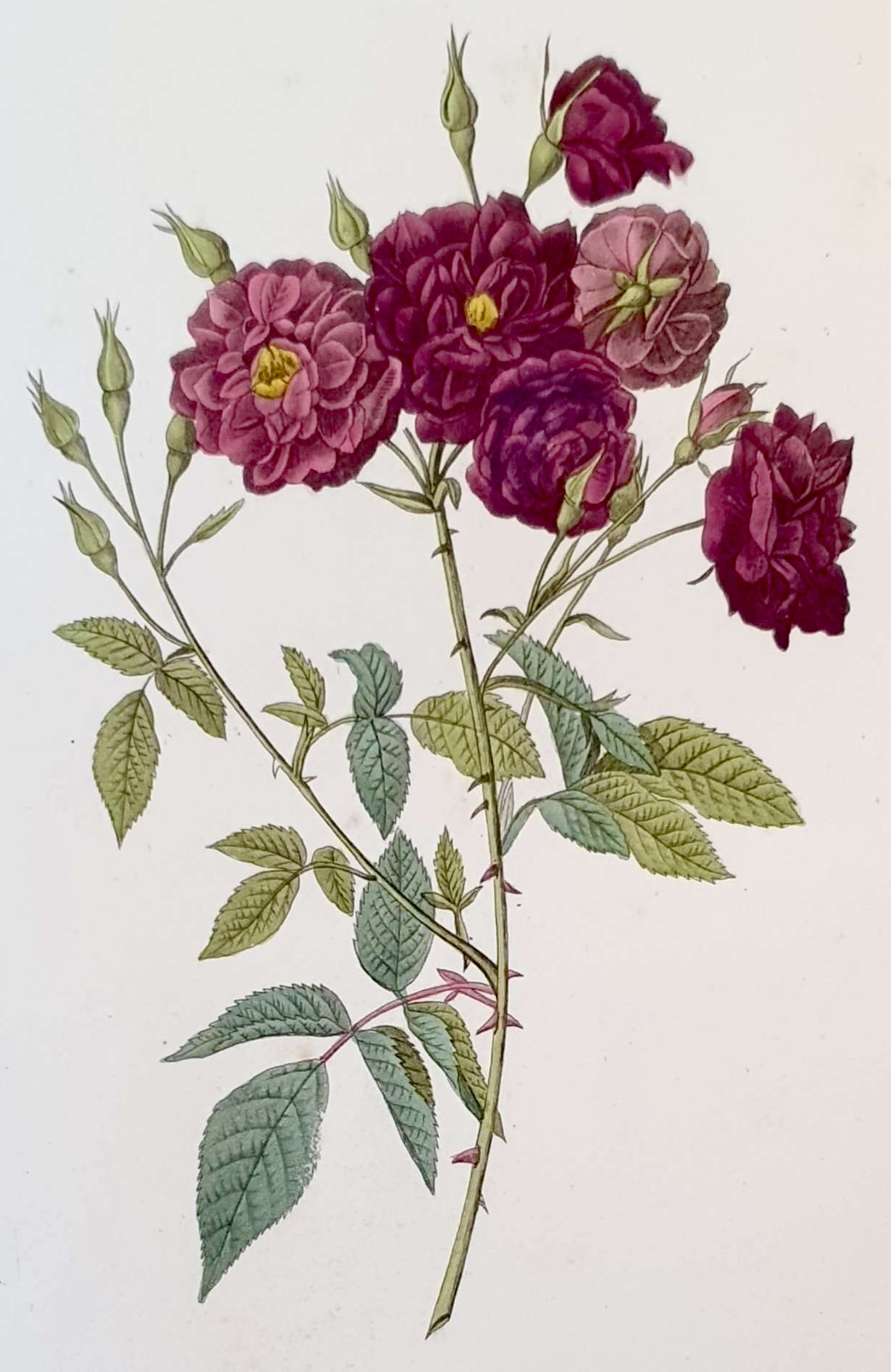 REDOUTE Pierre Joseph