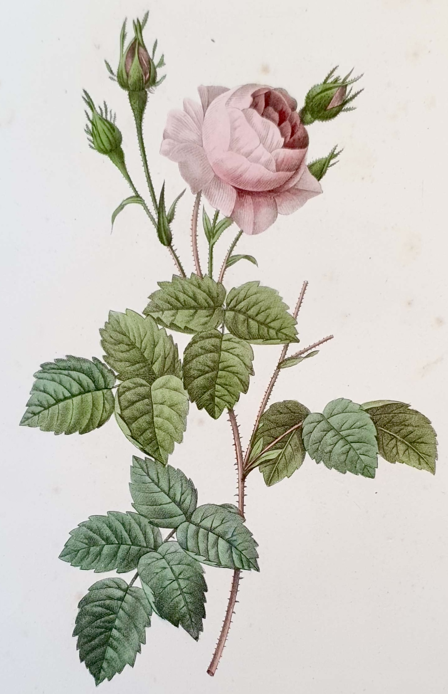 REDOUTE Pierre Joseph