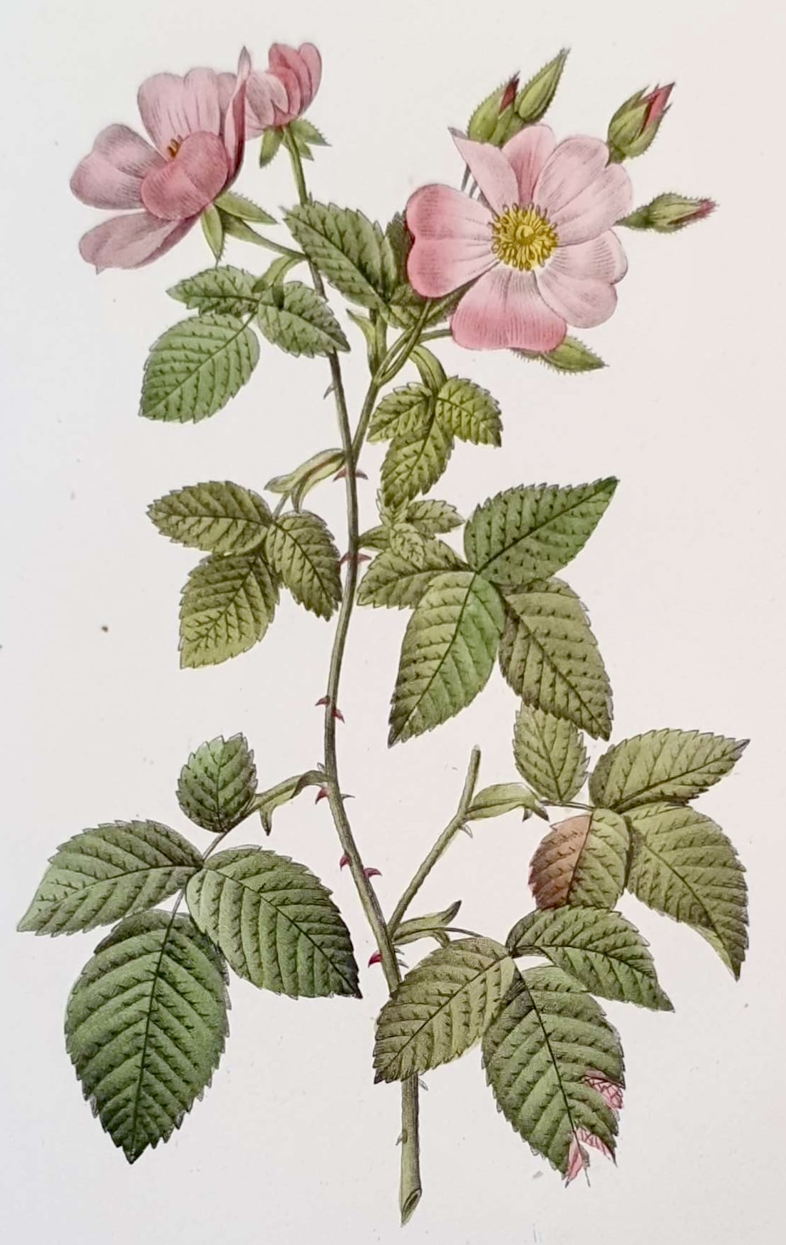 REDOUTE Pierre Joseph