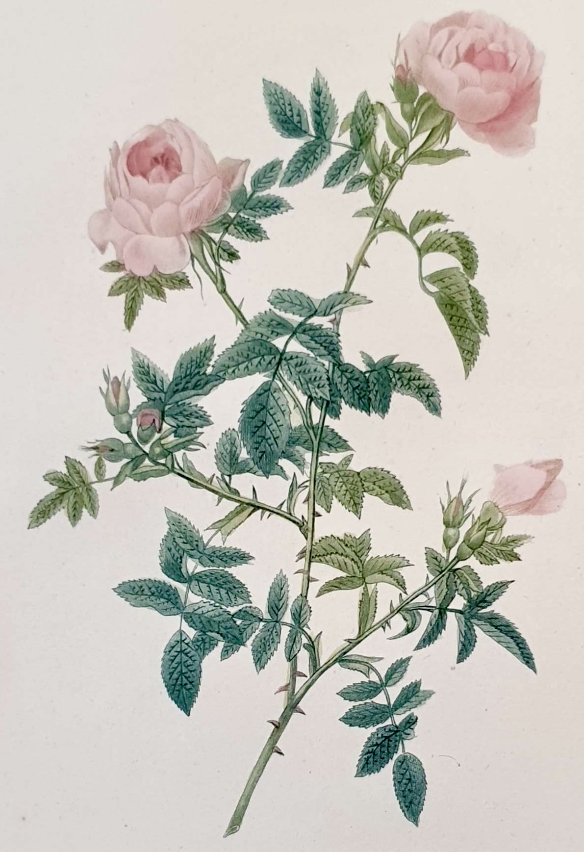 REDOUTE Pierre Joseph