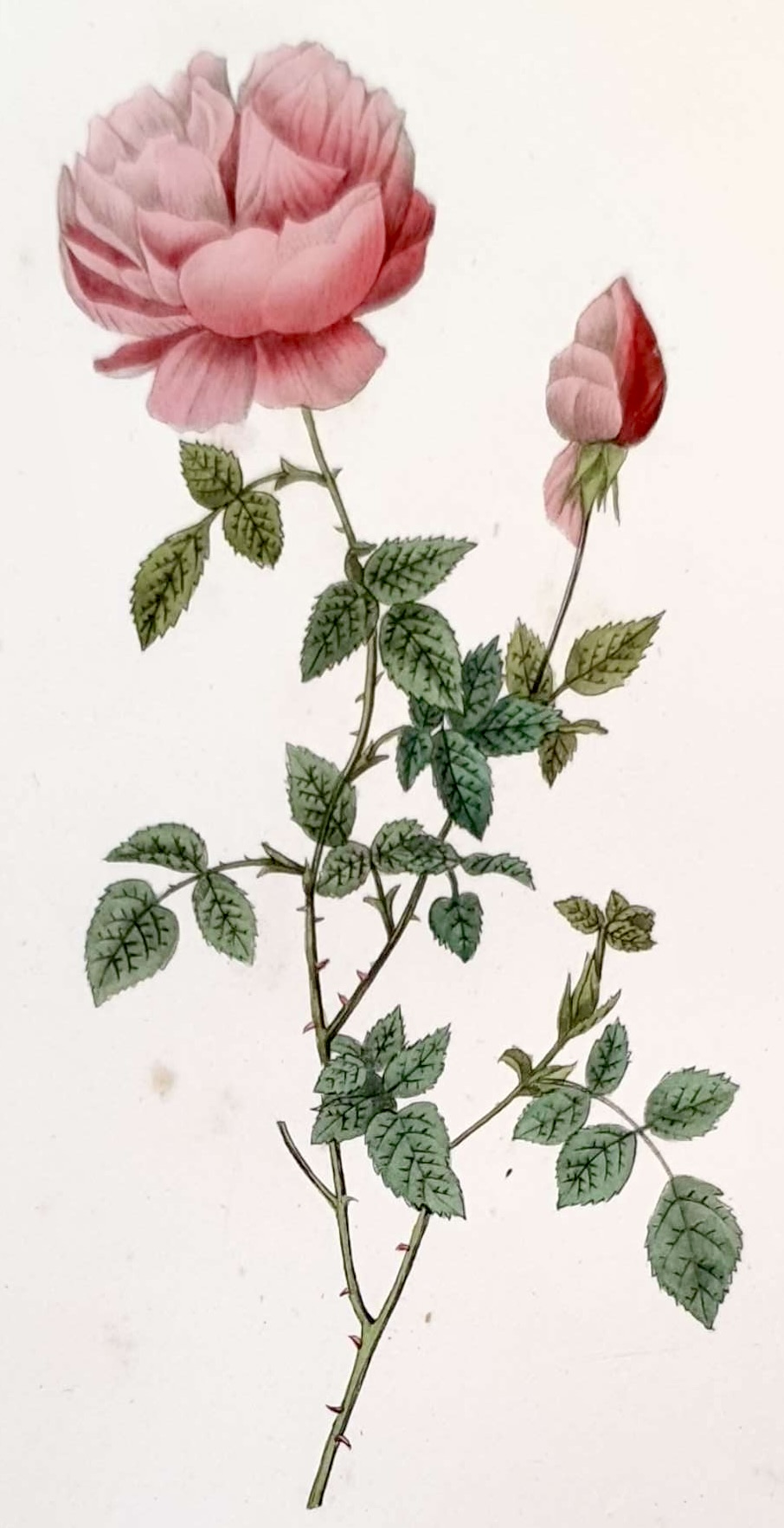 REDOUTE Pierre Joseph