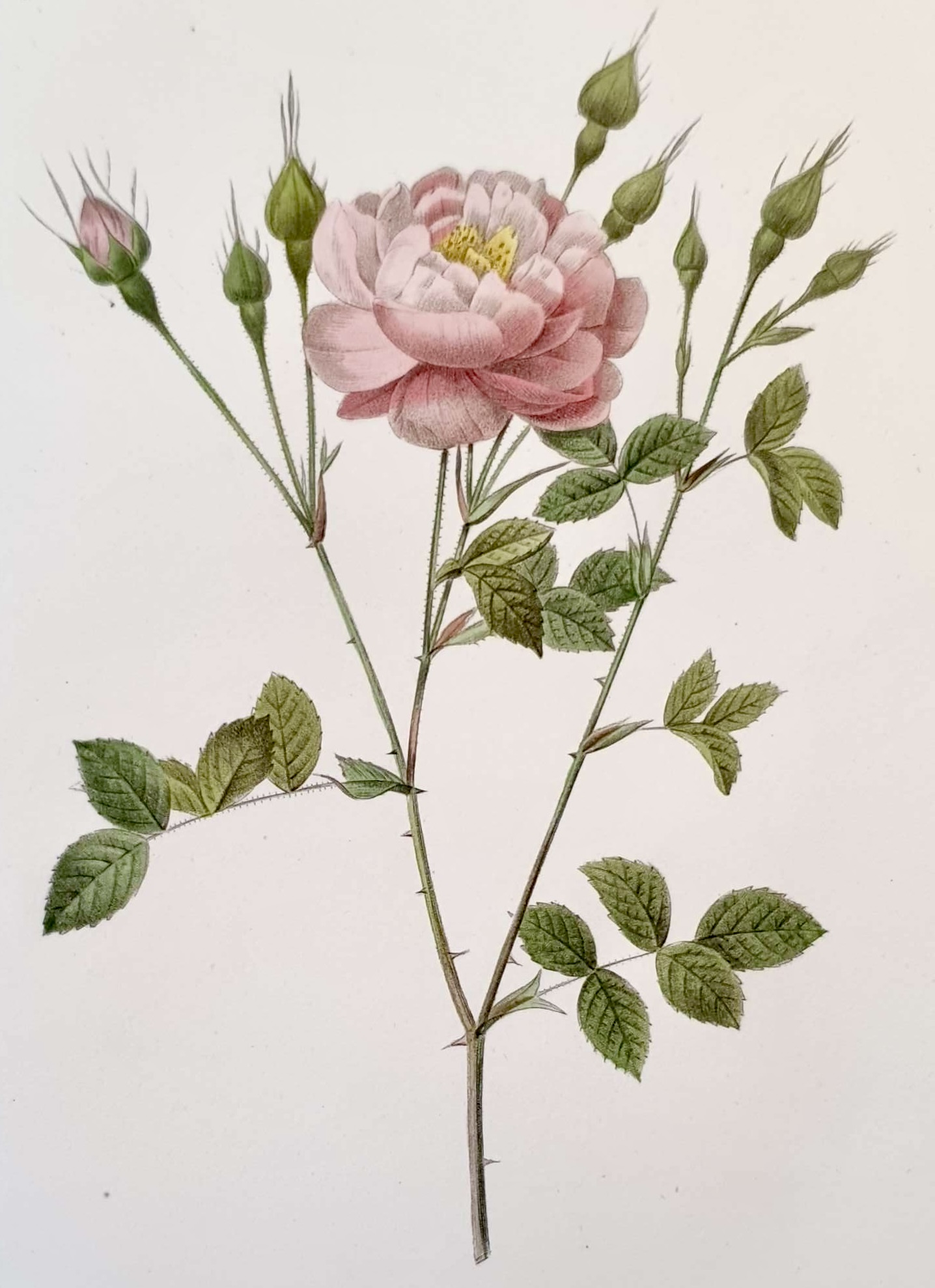 REDOUTE Pierre Joseph