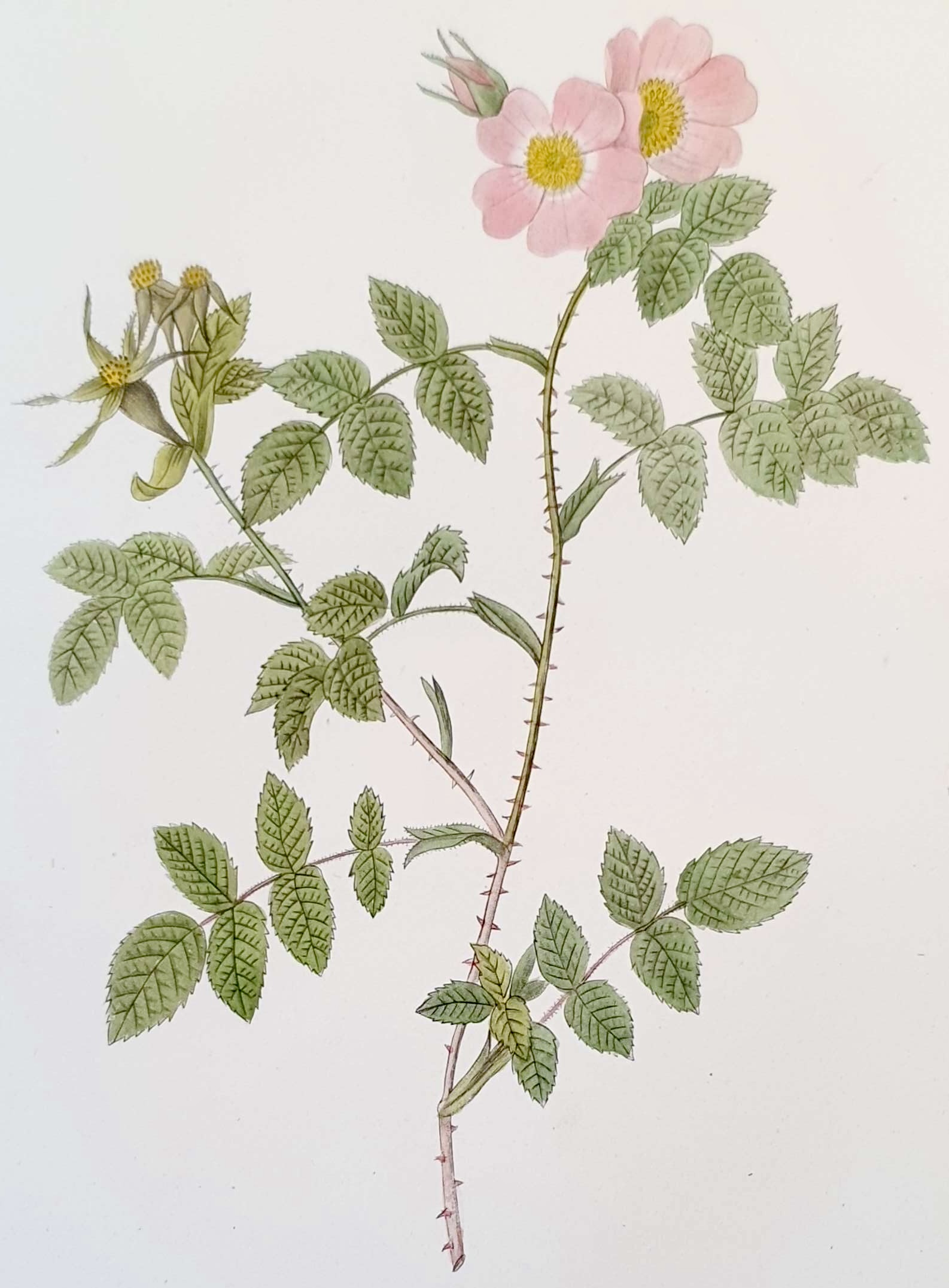 REDOUTE Pierre Joseph