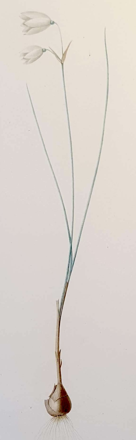 REDOUTE Pierre Joseph