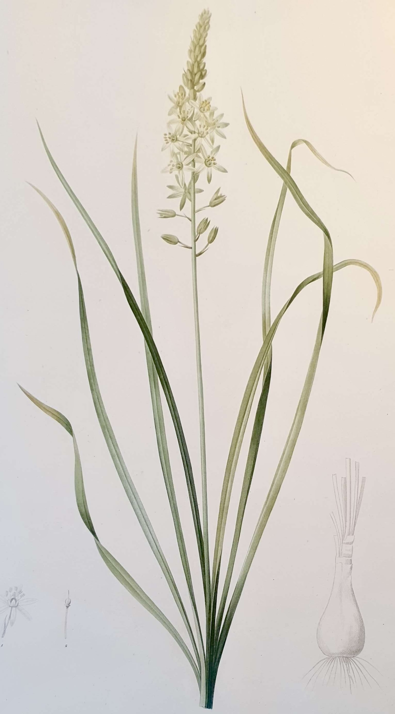 REDOUTE Pierre Joseph