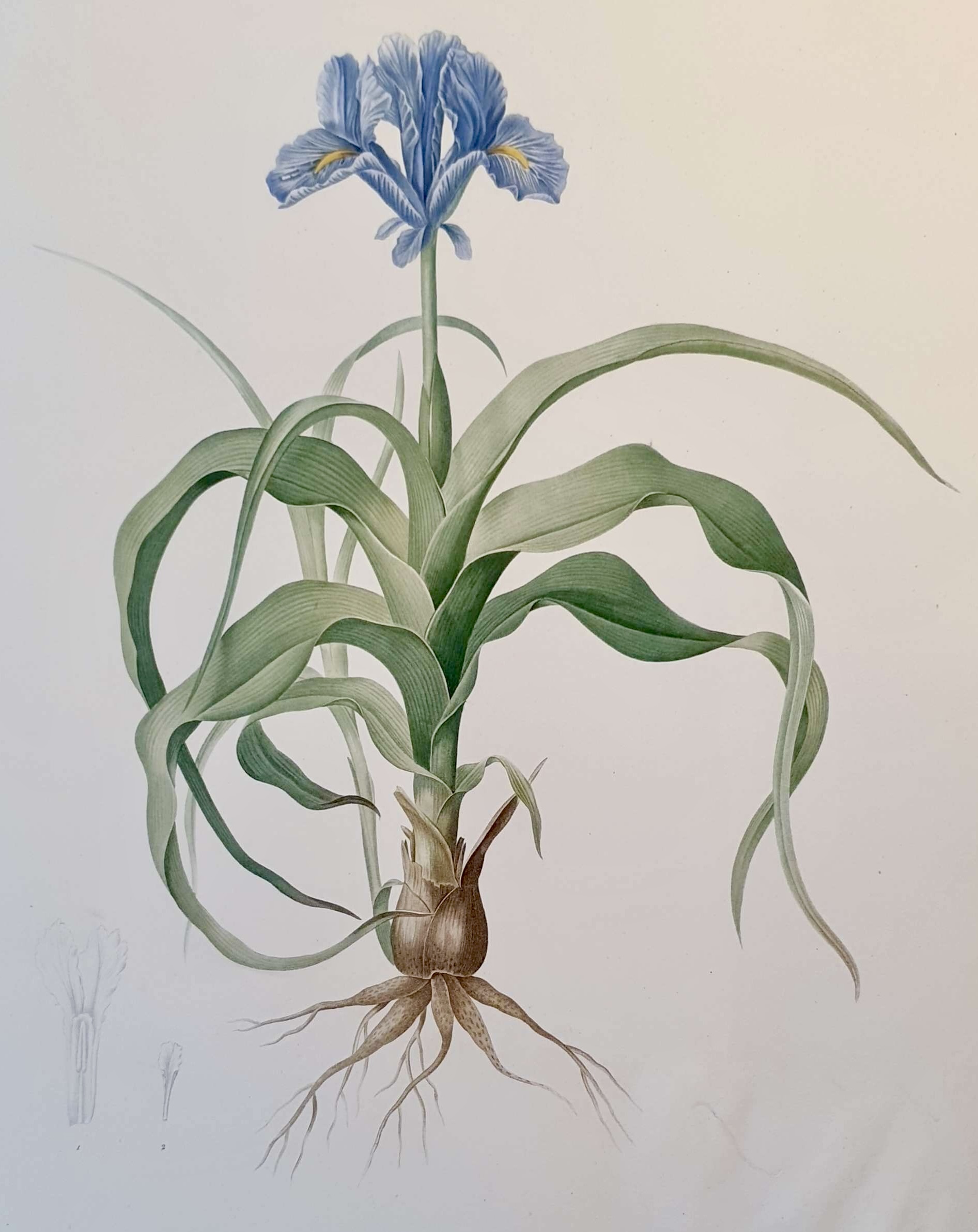 REDOUTE Pierre Joseph