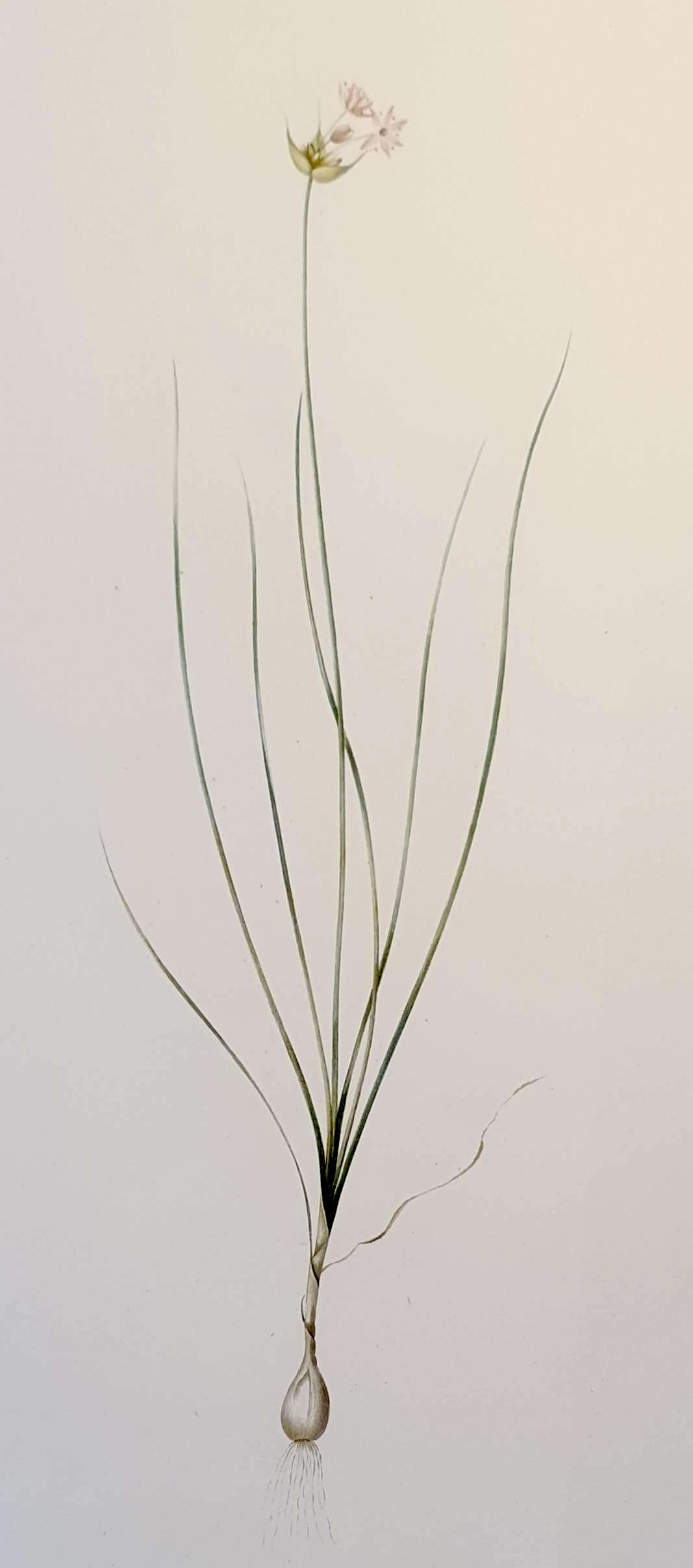 REDOUTE Pierre Joseph