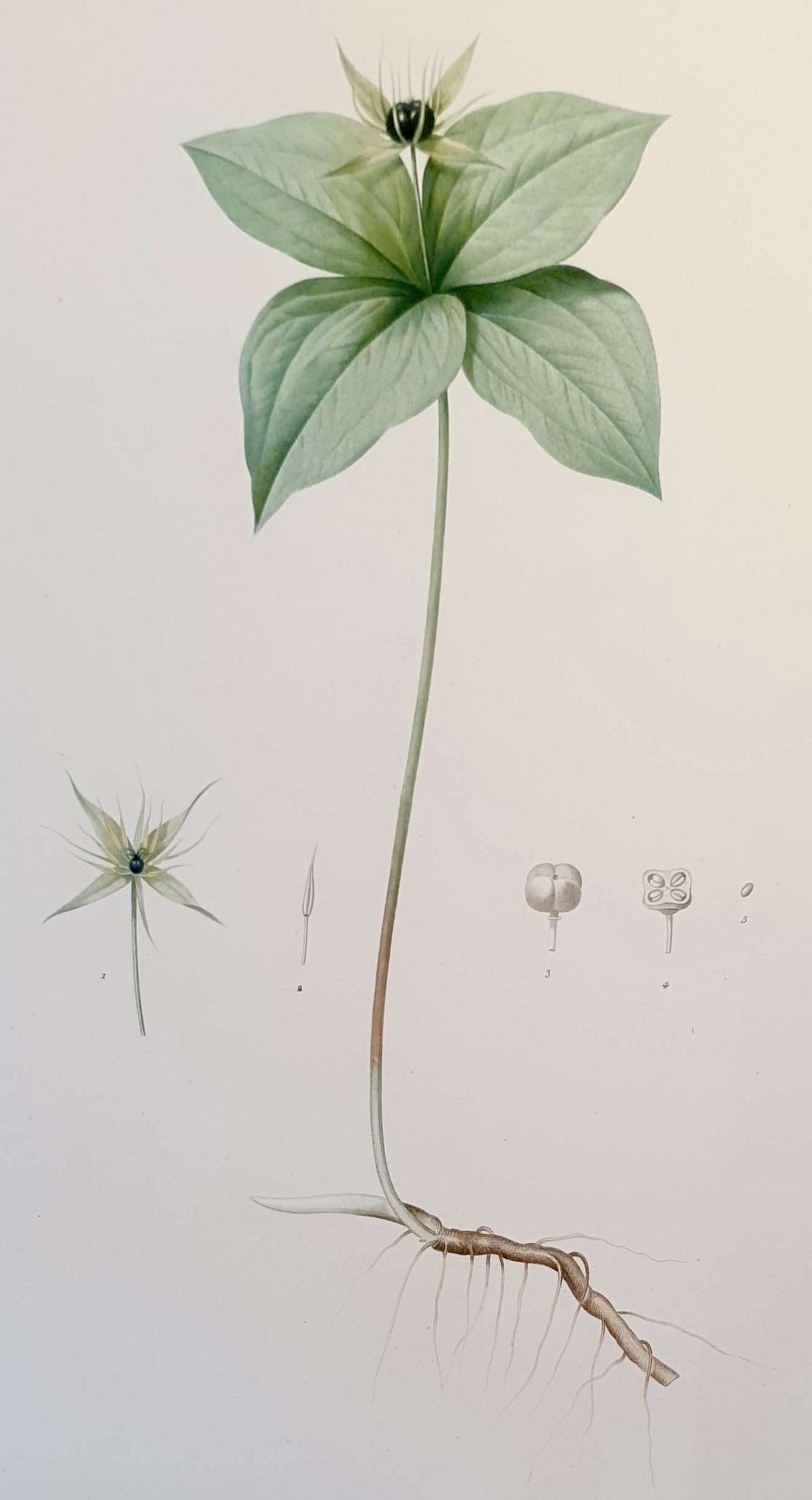 REDOUTE Pierre Joseph