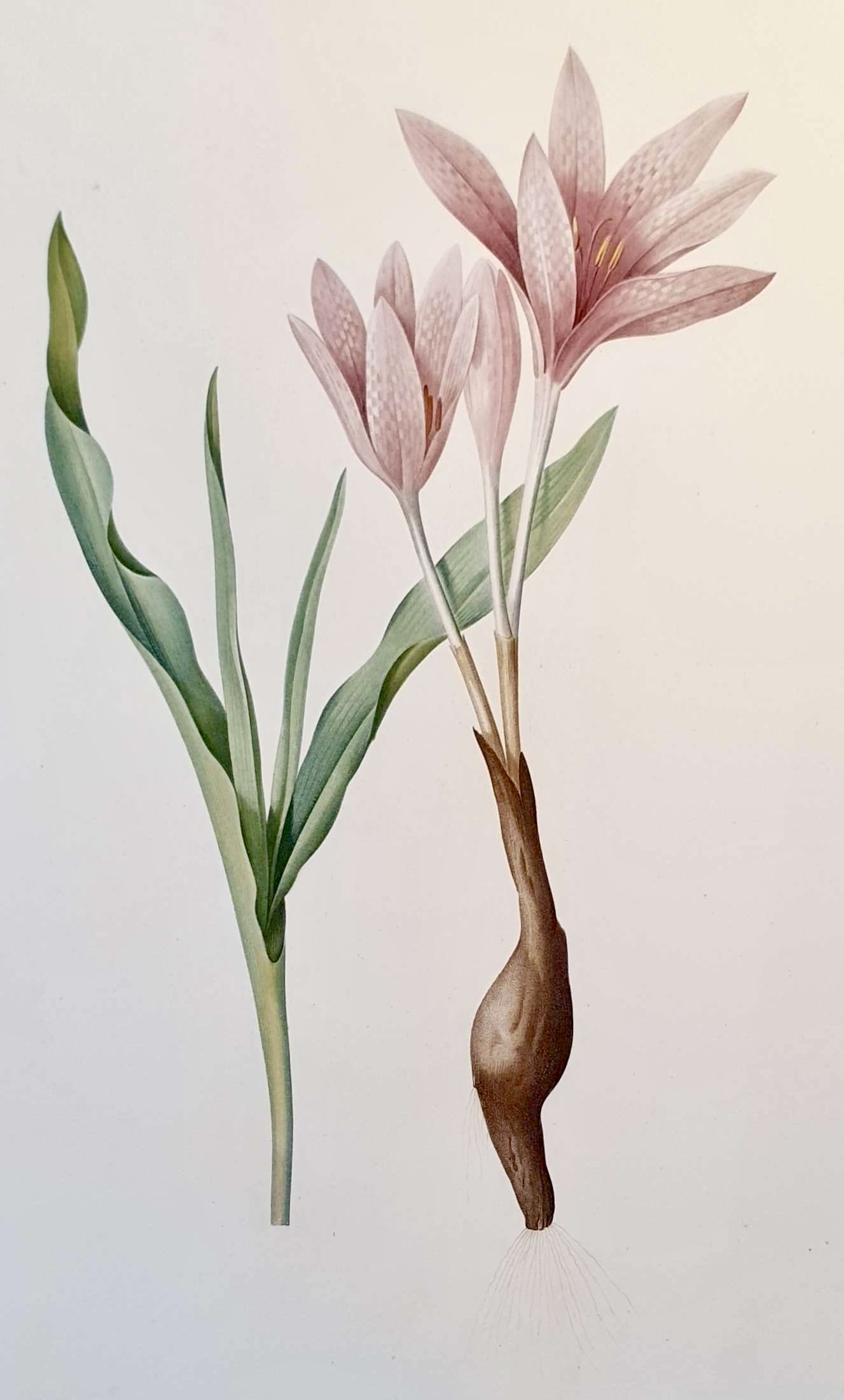 REDOUTE Pierre Joseph