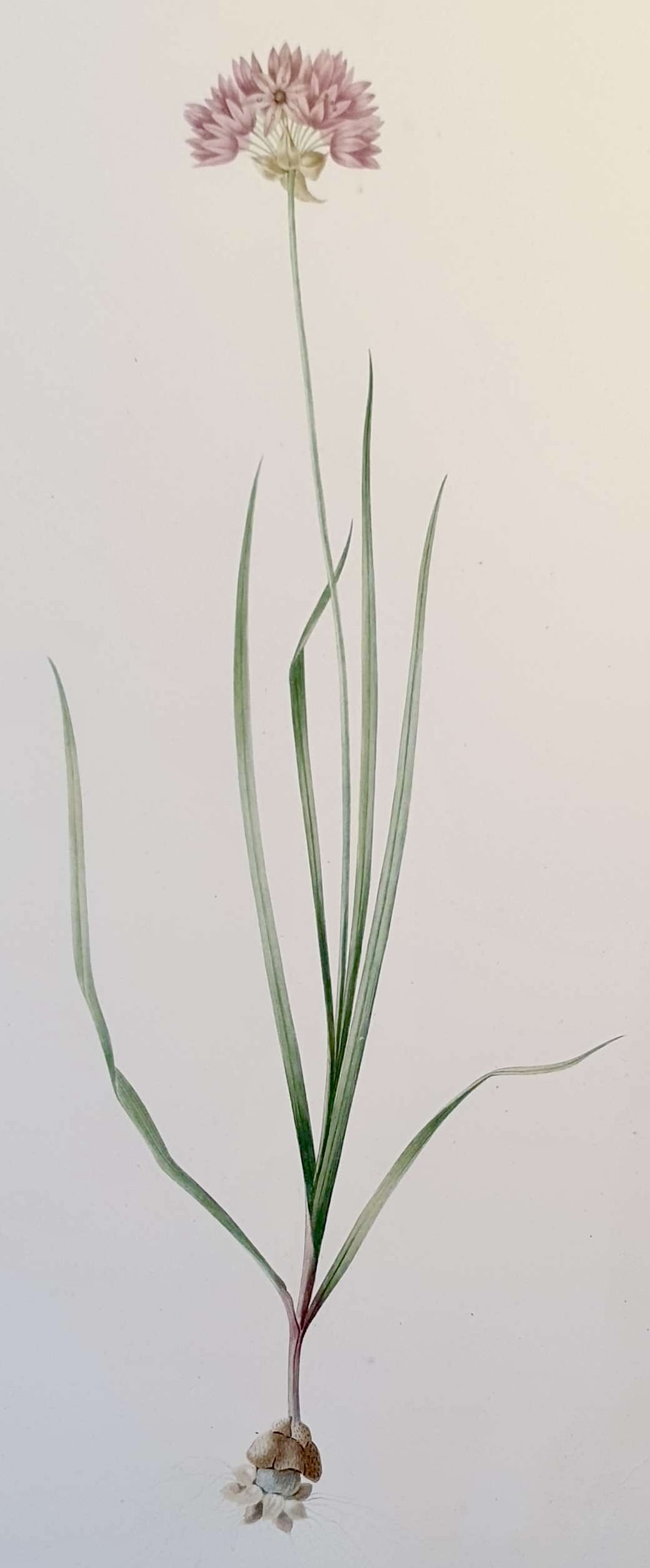 REDOUTE Pierre Joseph