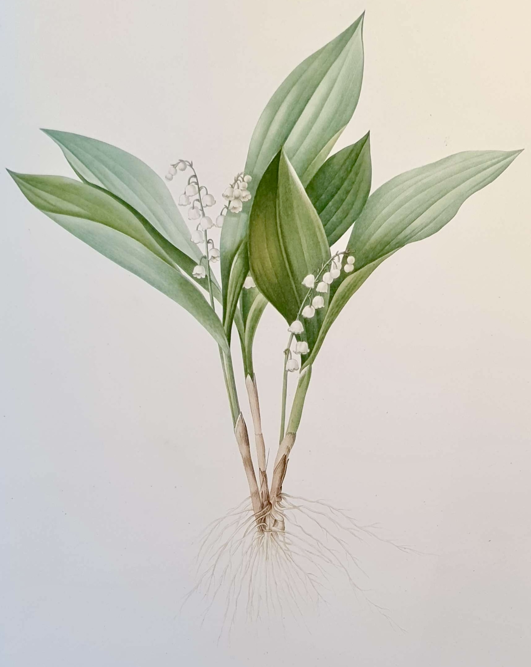 REDOUTE Pierre Joseph