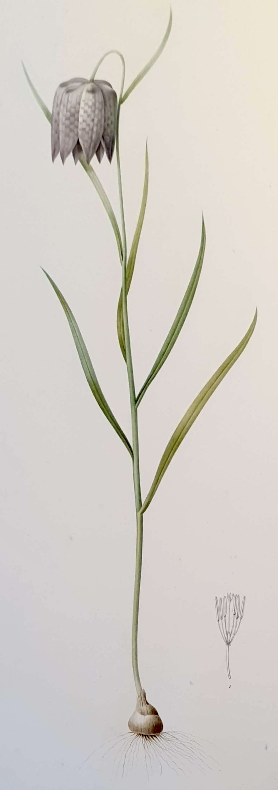 REDOUTE Pierre Joseph