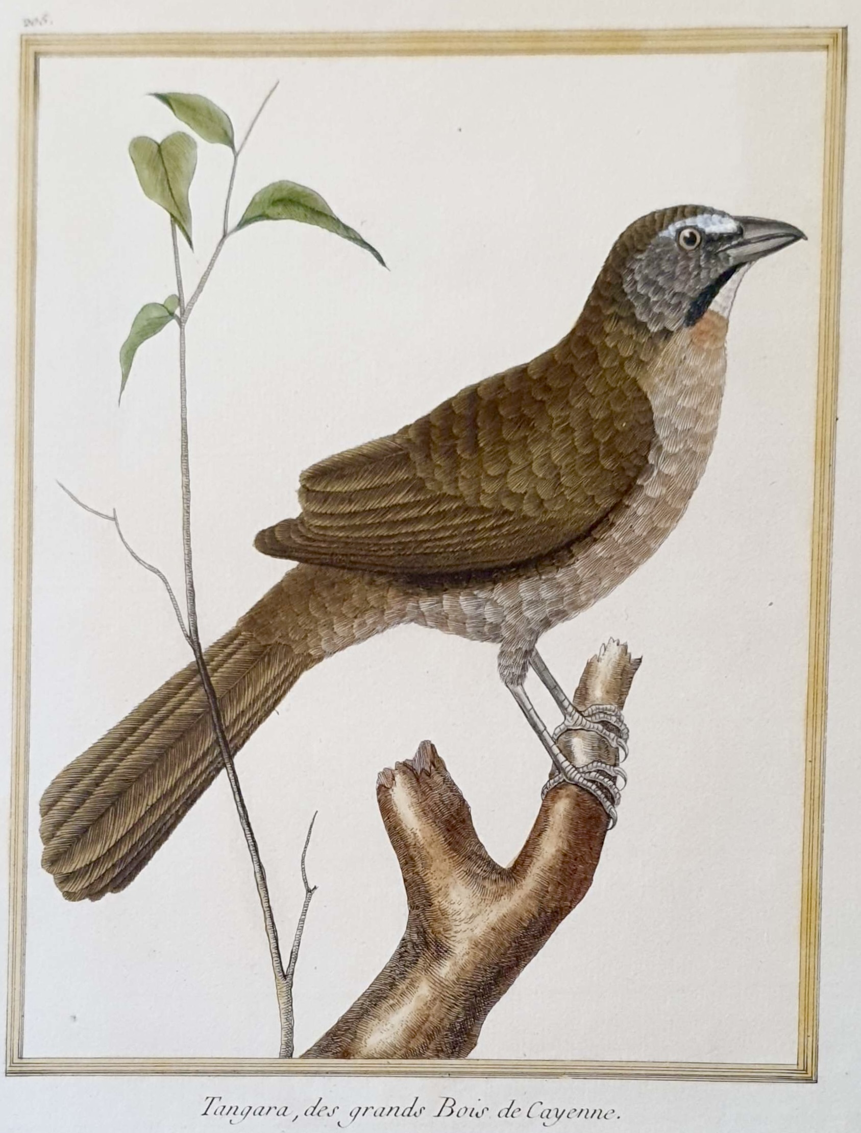 MARTINET, François Nicolas (Copie)