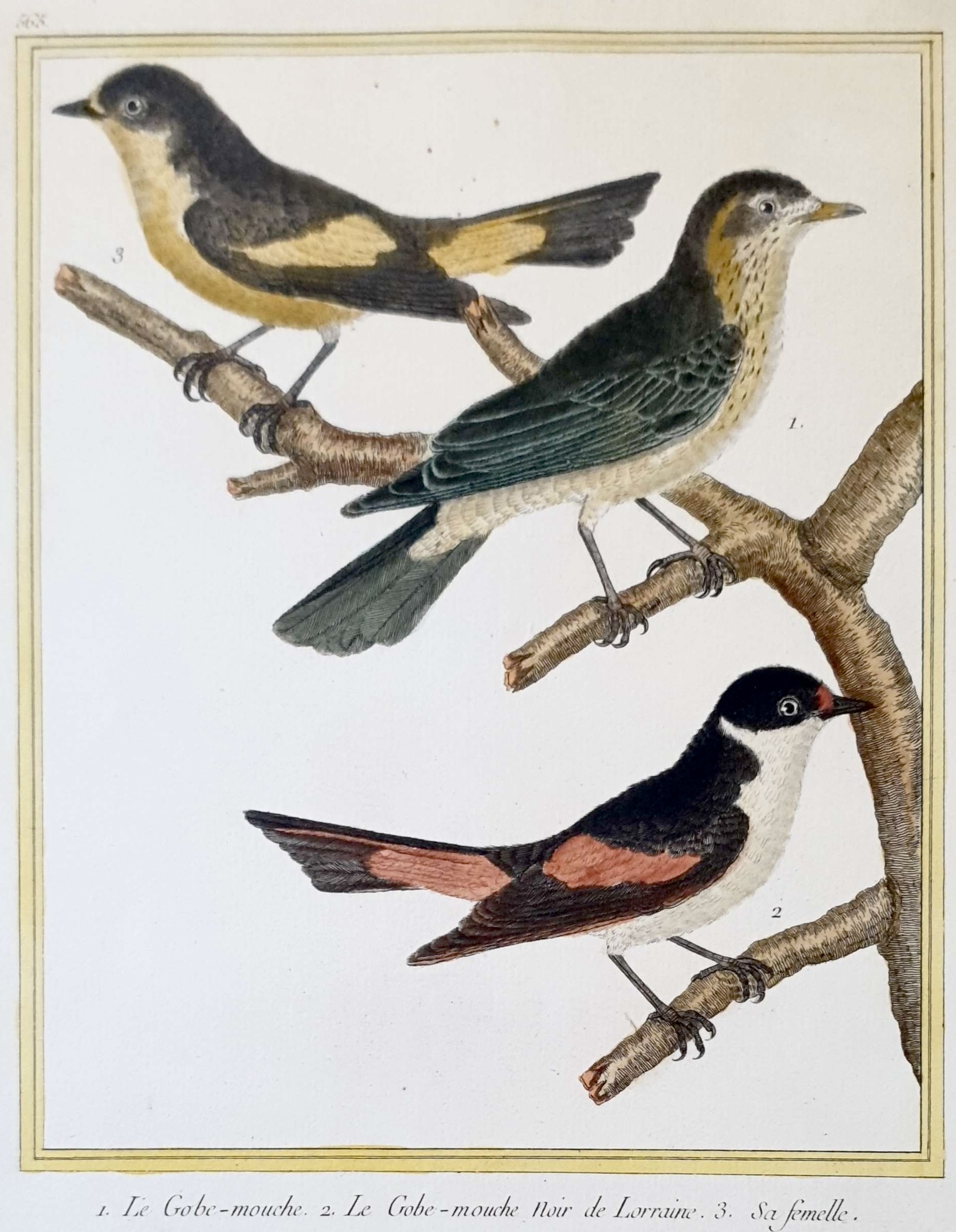 MARTINET, François Nicolas