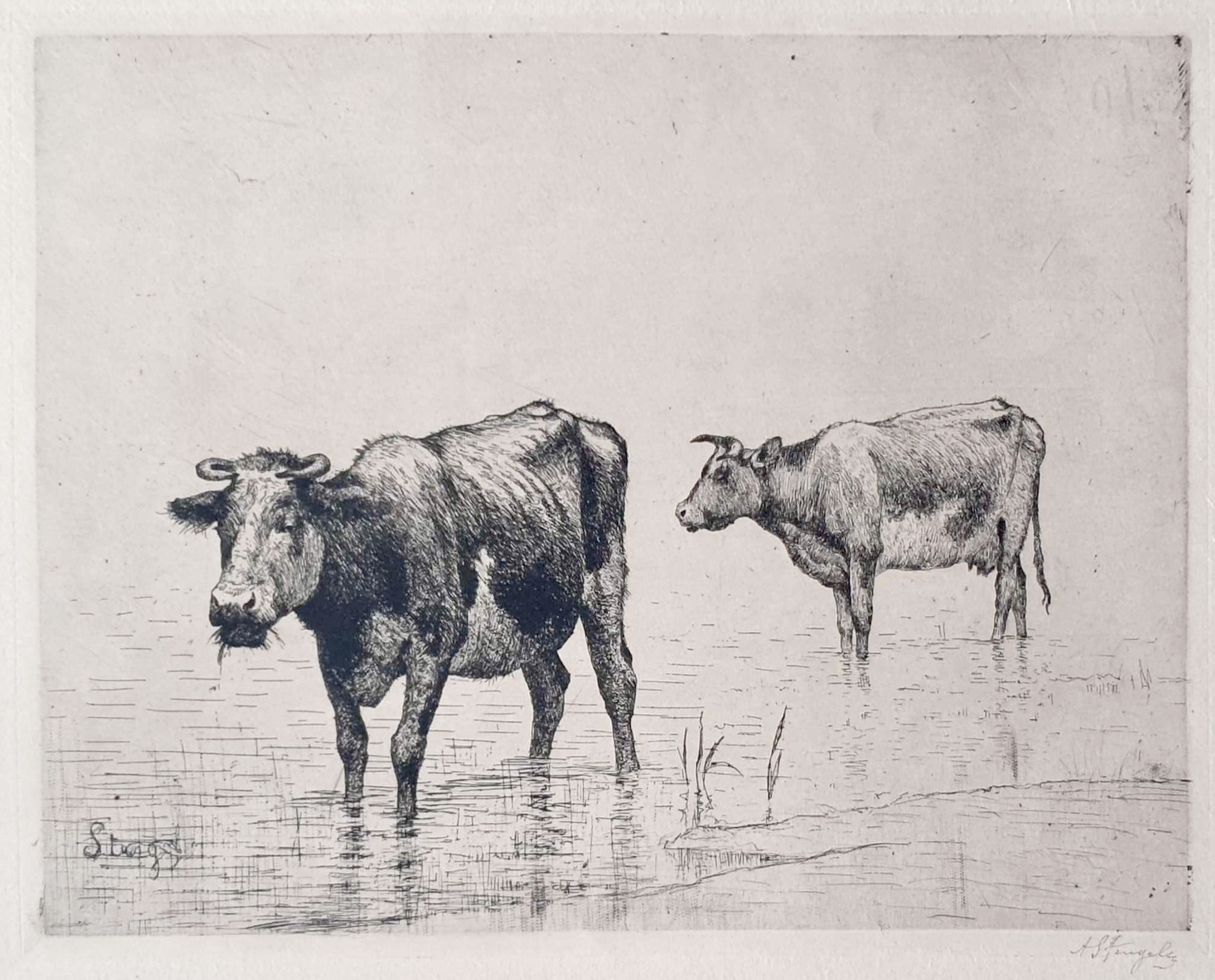 STENGELIN Alphonse