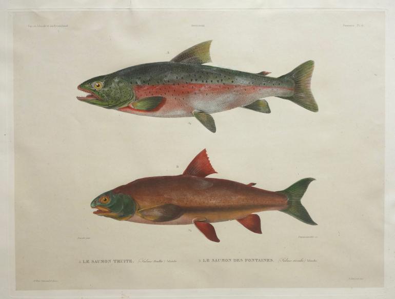 DEQUEVAUVILLER Fran�ois