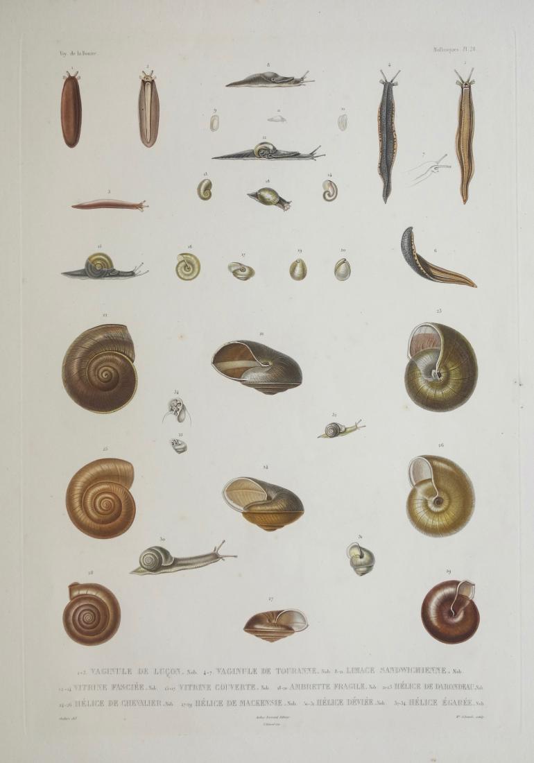 SCHMELZ Charles Simon Guillaume