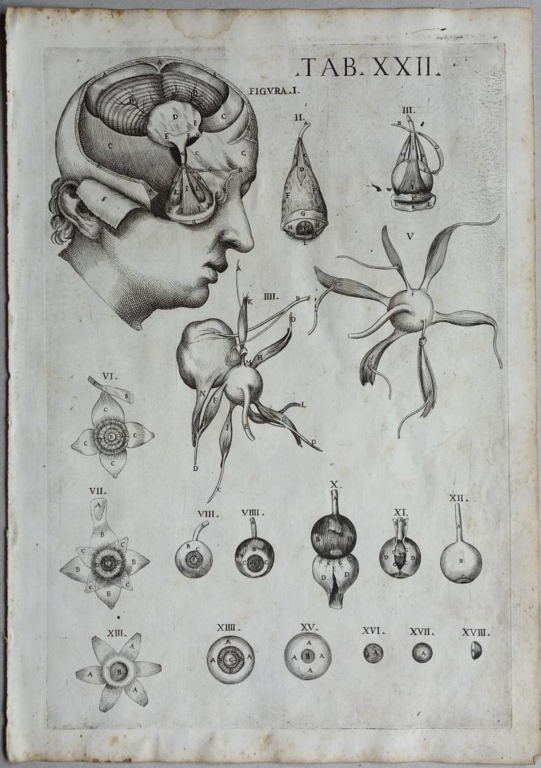 CORTONE Pierre de (d\'apr�s)