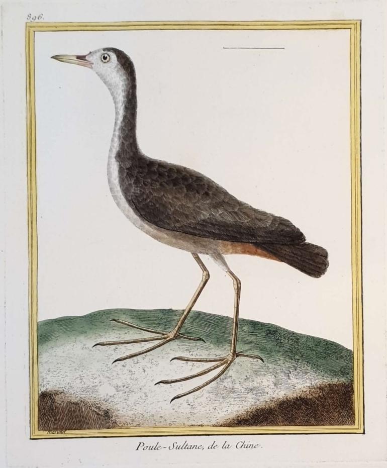 MARTINET, Fran�ois Nicolas