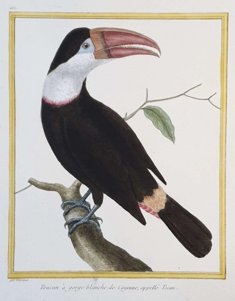 MARTINET, Fran�ois Nicolas