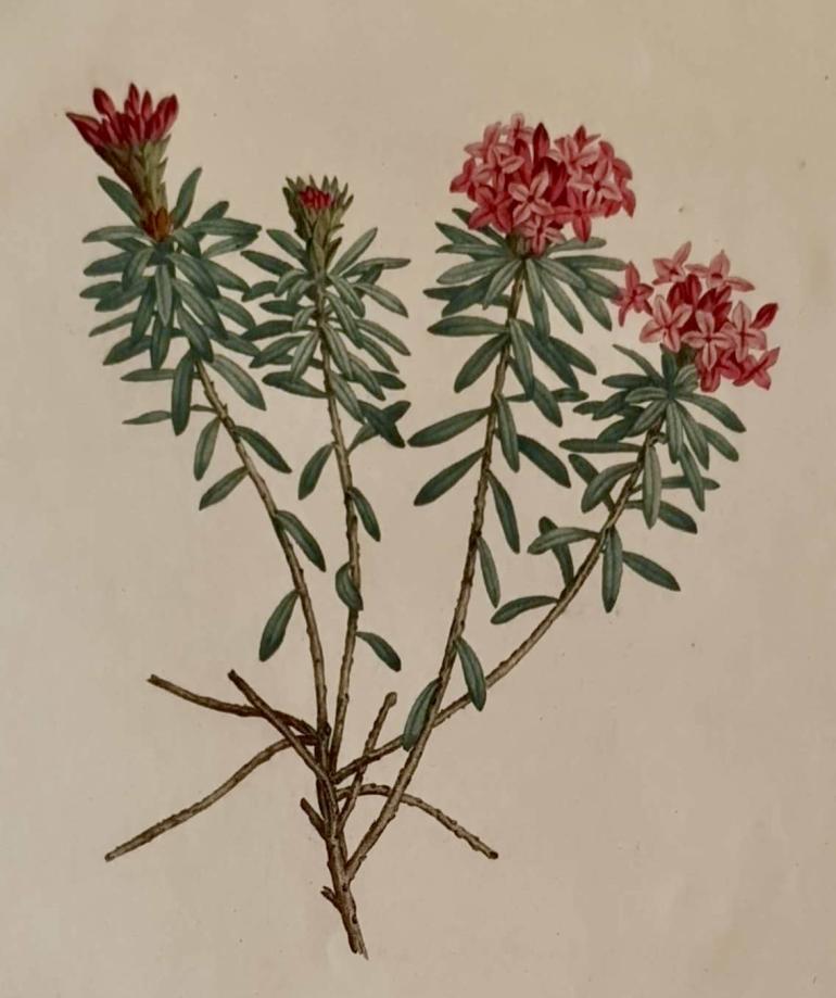 REDOUTE Pierre Joseph