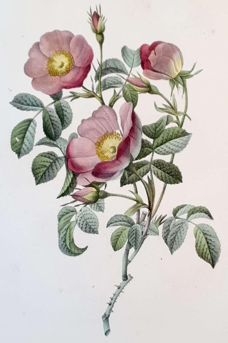 REDOUTE Pierre Joseph