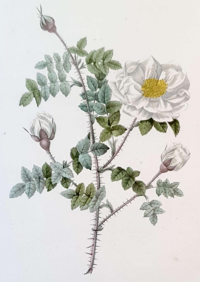 REDOUTE Pierre Joseph