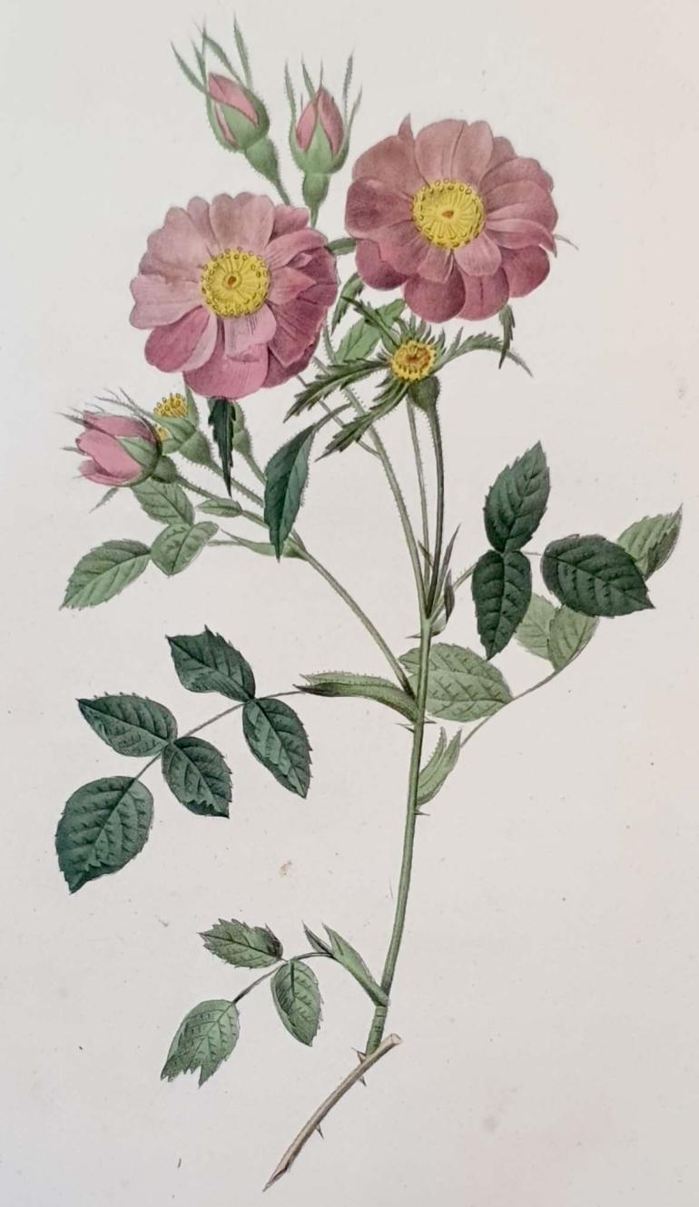 REDOUTE Pierre Joseph