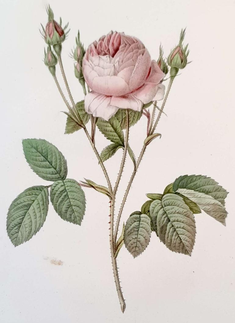 REDOUTE Pierre Joseph